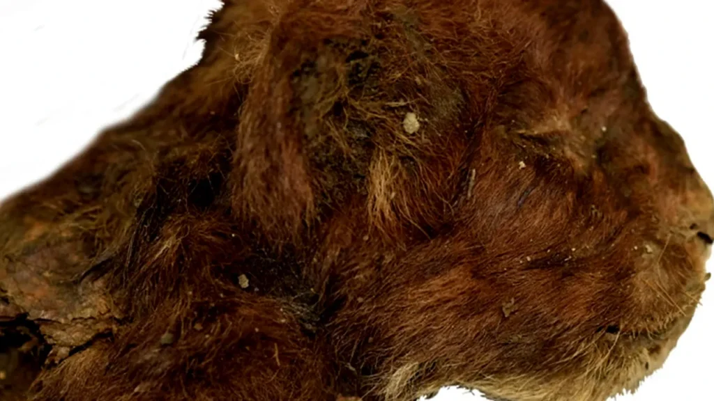 Peneliti Temukan Mumi Kucing Purba Siberia dengan Tubuh Masih Utuh